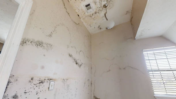 Best Airborne Mold Testing  in Warren, MN