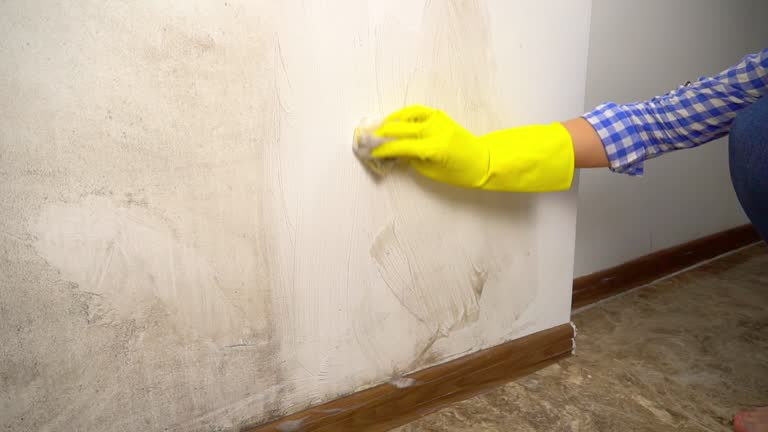 Best Residential Mold Inspection & Testing  in Warren, MN