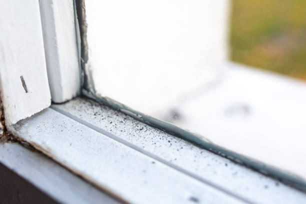 Best Mold Prevention Services  in Warren, MN