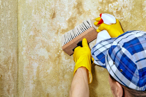 Best Basement Mold Removal  in Warren, MN