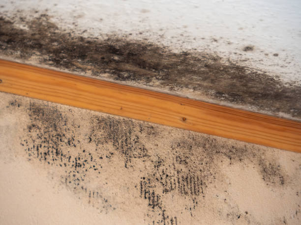 Forensic Mold Investigation in Warren, MN