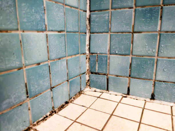 Warren, MN Mold Removal Company