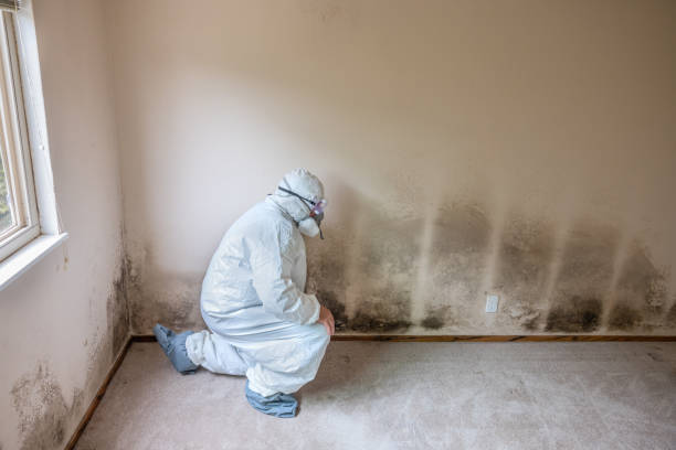 Best Emergency Mold Remediation  in Warren, MN