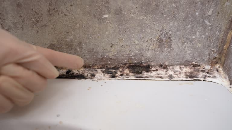 Best HVAC Mold Inspection and Cleaning  in Warren, MN